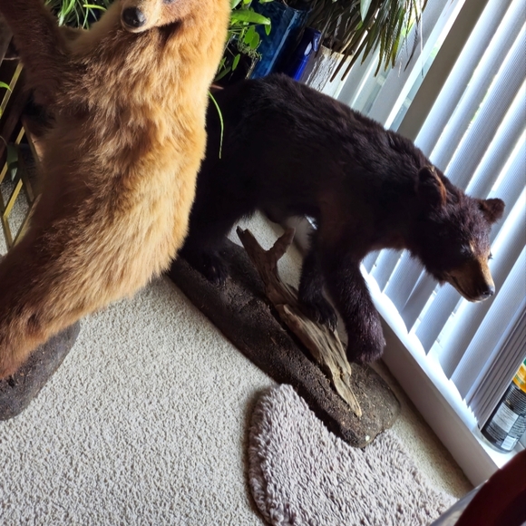 Life size bear --only black bear available, grizzly is sold! - Picture 3 of 3